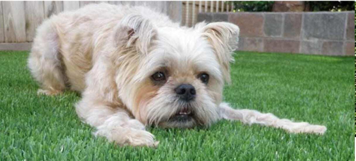 Artificial Pet Grass for backyards, dog runs, kennels & more Chino Hills CA